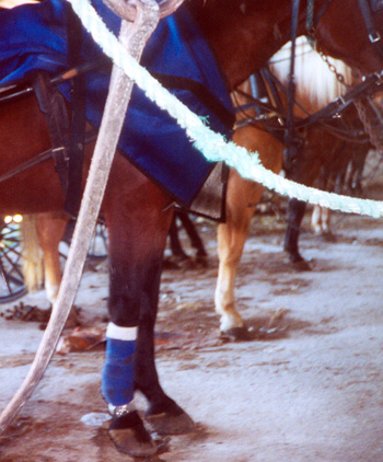 Bay Amish horse with leg bangage on front left.