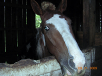 Head shot of neglected horse