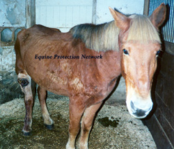 Chestnut draft horse with wound on right hind gaskin relinquished by Lorenzo Riccobono during investigation of cruelty to horses by the PA State Police in 1999.