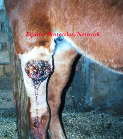 Close up photo of right hind leg of draft horse mare. Lesion is cancerous
