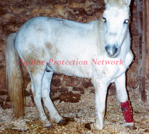 Gray pony gelding relinquished by Lorenzo Riccobono during investigation of cruelty to horses by the PA State Police in 1999.