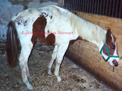 Young paint gelding relinquished by Lorenzo Riccobono during investigation of cruelty to horses by the PA State Police in 1999.