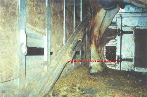 This is the rear section of the trailer, also known as the 'doghouse'. The metal protrusion on the left is what the supports the ramp to the top deck when the ramp is in the down position . Notice the exposed metal floor. Notice the hole in the wall behind the horses hind legs. The door pictured to the right of the horse's legs is the door that opens into the bo