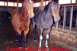 Two horses stand in the manure filled drop off pen destined for slaughter.