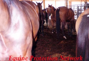 Horses destined for slaughter in a drop of pen at an auction known as a "meat sale".