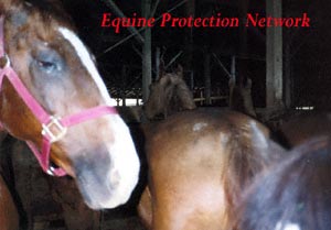 Horses in drop off pen destined for slaughter.