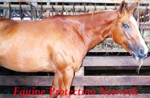 Horse destined for slaughter in a drop off pen.