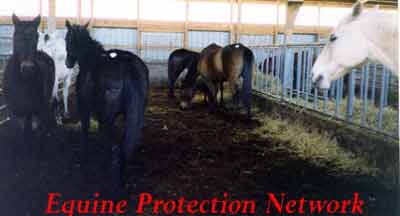 Horses stand in the manure filled pen of a "killer buyer" drop off pen.