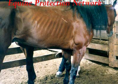 Emaciated bay horse in drop-off pen at known killer sale.