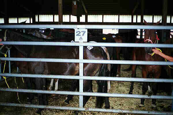 Killer pen where the disabled filly was tied, destined for a Canadian slaughterhouse.