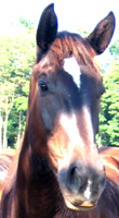 HEad shot of Percheron mare
