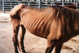 Mare that sold for $10.00. Hope died 10 days later while under a veterinarian's care. The option of sending her to slaughter did not prevent her owners from starving her. BORDER=