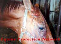 Horse bleeds from head injury received in the killer pen at horse auction.