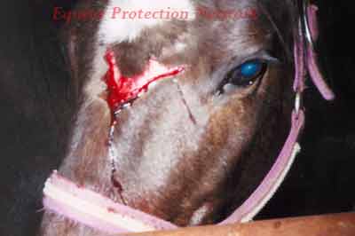 With blood oozing from a fresh facial wound, horse awaits their fate in a pen holding horses destined for slaughter.