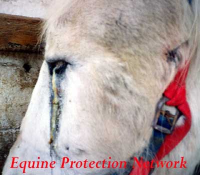 Draft horse with injured eye. Failure to provide necessary vet care.