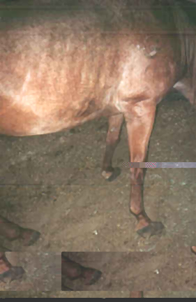 When forced to her feet, this mare was swaying the pain was so great.