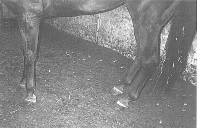 Severley foundered mare stands with her hind feet forward under her body in an attempt to shift weight off of her painful front hooves.