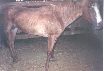 Notice how this mare has her feet spread apart, she is swaying due to the pain that she is in. Notice her full udder and her untrimmed feet.
