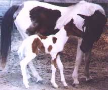 Foal was born 6 days after mare saved from slaughter.