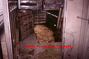 This is the rear of the trailer looking into the doghouse section of the trailer. You can look down into the bottom deck of the trailer. Horses "jump" down through this opening! It is easy to see why they receive head, eye, and back injuries. The next photo shows the bottom deck of the trailer looking towards the doghouse.