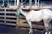 Horse purchased by a killer buyer and in the kill pens at PA horse auction.
