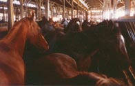 Horses jammed inside a killer pen destined for slaughter. This picture is the sole property of the EPN.