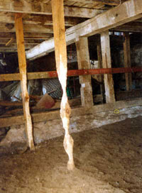 Inside the bank barn where Anastasia lived. She has almost chewed completely through this support post in a search for something to eat. There is no bedding, only manure.