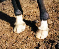 Anastasia's front hooves. She has been wearing these shoes for at least 6 months.