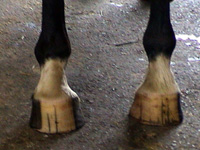Anna's front hooves a year later. Notice the left front leg, how much straighter she stands!