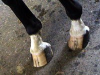 Anna's front hooves a year later! The wide cracks are gone & her hooves are shaped more normally.