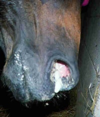 Thick mucous discharge drains from rescued horse's nostrils.
