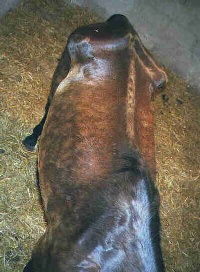 Sick and emaciated horse.