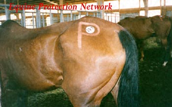 Starved horses in drop off pen. The "P" tells the slaughter plant who to credit.