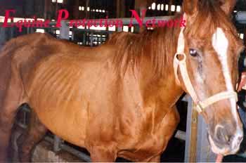 Emaciated chestnut mare sold at New Holland Sales Stables. Her owner sold her, and purchased another horse.
