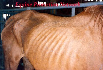 Emaciated and neglected chestnut mare at New Holland. The owner was not prosecuted, and purchased another horse at the auction.