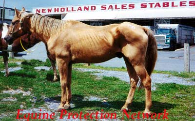 Emaciated Horse Sold at auction in violation of PA law