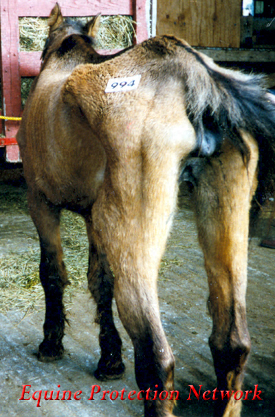 Emaciated mare purchased at PA horse auction for $10. She died 10 days later. The humane agent who investigated never filed any charges against the owner. Apparent violation of Title 18, 5511(d).