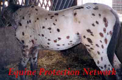Appaloosa stallion at PA horse auction. Ribs and spine are visible.