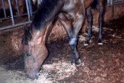 TB sold at a PA horse auction. An equine vet shown the picture of this horse's leg speculated that the horse had suffered a breakdown injury, including fracture(s) of the sesamoids. A broken leg. A humane agent at the sale asked what are 
