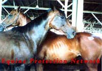 Two Thoroughbreds purchased for slaughter in the killer pen at a horse auction