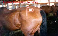 The horses in this photo bear a red "P" around the USDA backtag on their hip. That mark identifies these horses as belonging to a certain "killer buyer" and allows the slaughterhouse to credit his account for the horses