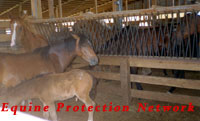 Pony mare and foal await their fate at horse auction.
