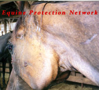 Horse destined for slaughter in a drop off pen with a facial injury.