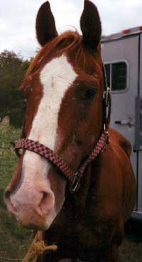 Triple 8's upon seizure by the PA State Police at the Parsonville Horse Auction in October 2002. Donations are needed to cover his medical expenses and care during the 4 months he was held as evidence in a criminal investigation.