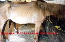 Emaciated horse is sold in violation of PA law.