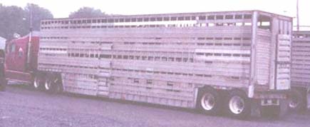 Double deck cattle trailer used illegally to transport horses.