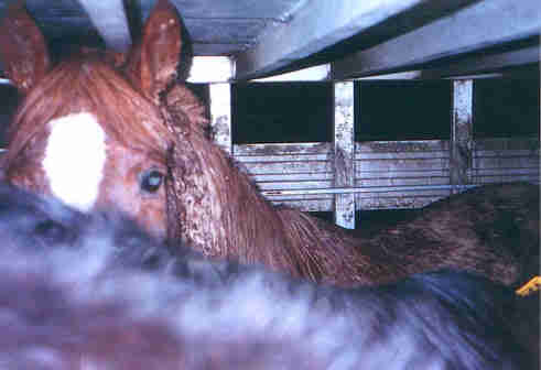 Horse inside a double decker trailer. Hauler was convicted and fined $3000.00.