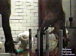 Slaughtered horses hang by one leg after being hit in the head with a four inch nail and having their throats cut.