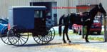 Amish buggy/carriage horse.