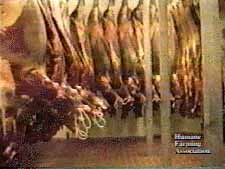 Horse carcasses hanging.